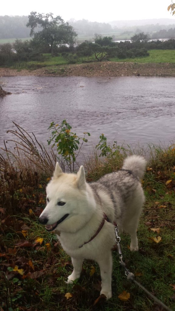 <a href="/BromptonLakes/">Brompton Lakes</a> #DogFriendly #percylodge #JacobBear 🐾💙 #happy #chillax