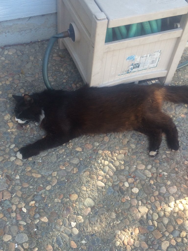 KayeetieCAT's tweet photo. #NationalCatDay #RipTye https://t.co/x230SQ52Gi
