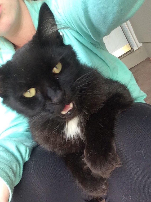 KayeetieCAT's tweet photo. #NationalCatDay #RipTye https://t.co/x230SQ52Gi