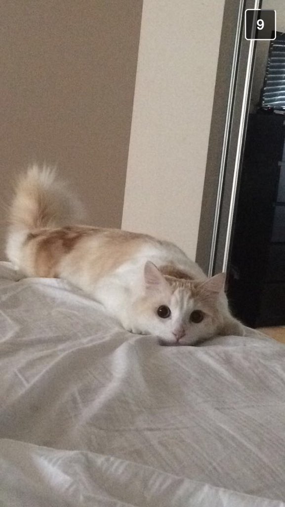 KayeetieCAT's tweet photo. #NationalCatDay #RipTye https://t.co/x230SQ52Gi