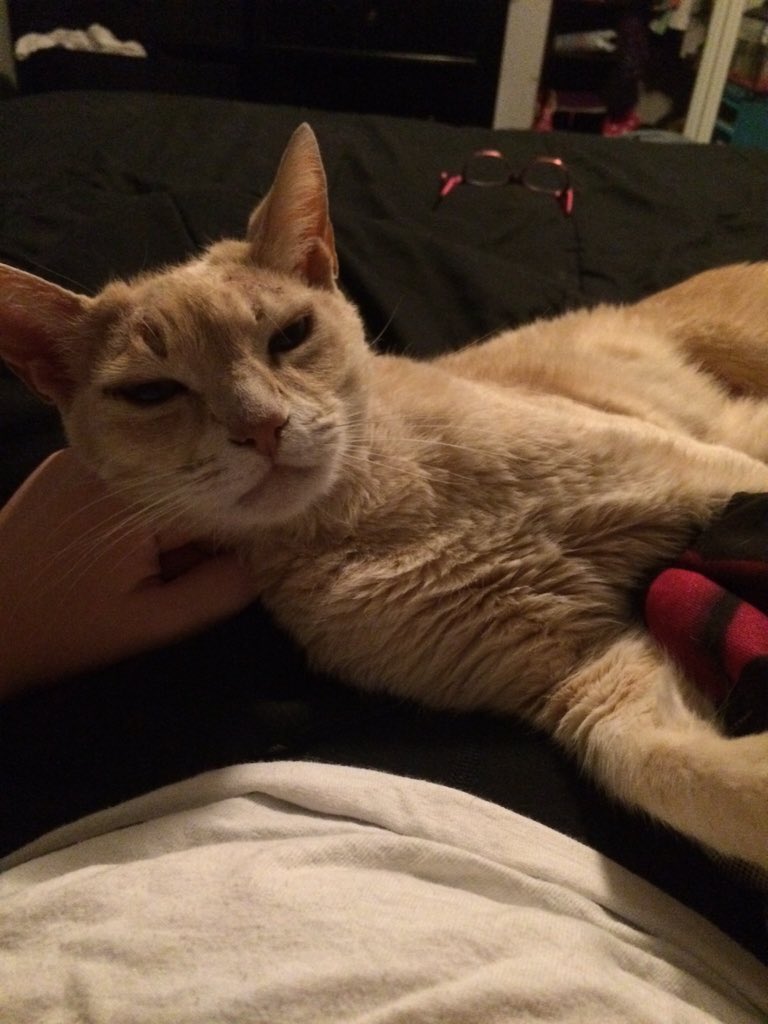 KayeetieCAT's tweet photo. #NationalCatDay #RipTye https://t.co/x230SQ52Gi