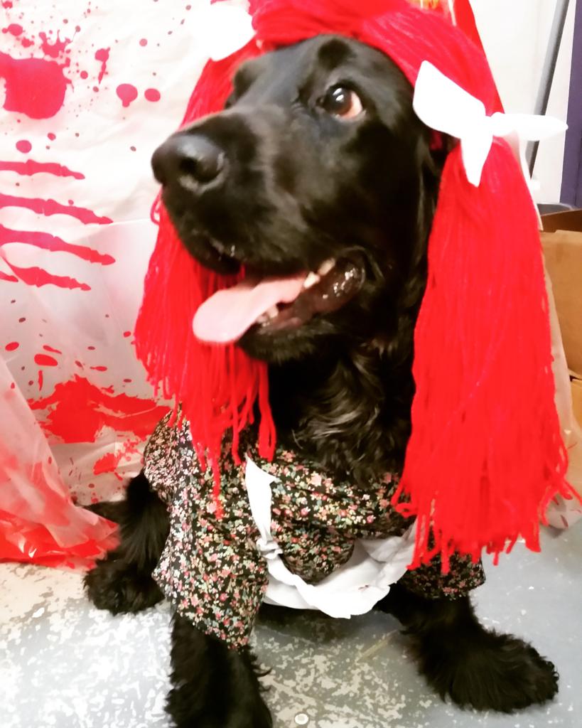 TheDoggieLodge's tweet photo. @MTV some pics from our dog party #Halloween https://t.co/ChWWgeKHKz