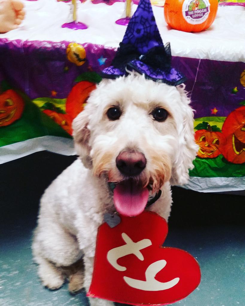 TheDoggieLodge's tweet photo. @MTV some pics from our dog party #Halloween https://t.co/ChWWgeKHKz