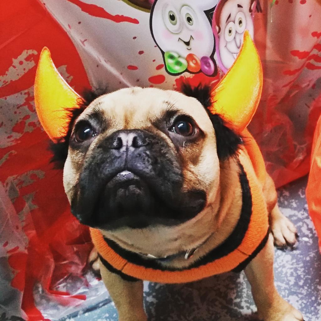 TheDoggieLodge's tweet photo. @MTV some pics from our dog party #Halloween https://t.co/ChWWgeKHKz