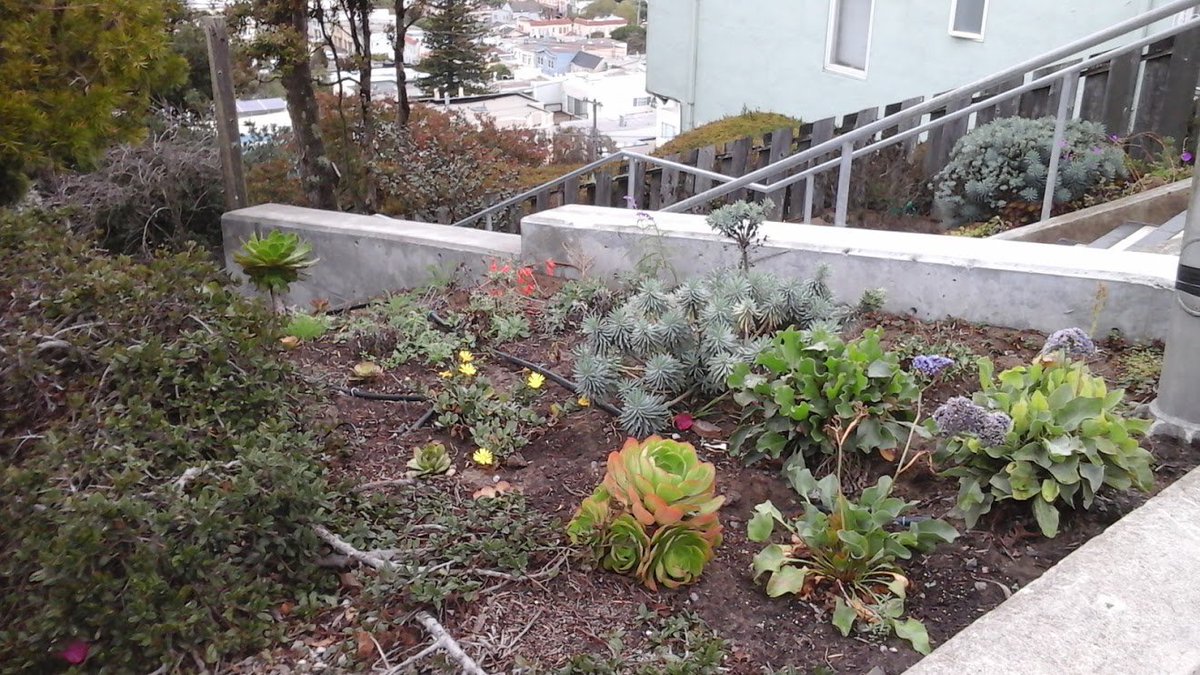 GardenSteps's tweet photo. Plants at top of #SanFrancisco #HiddenGardenSteps looking happy after recent rainfall https://t.co/5NQ6mNfdFL https://t.co/Tk2nysBWpC