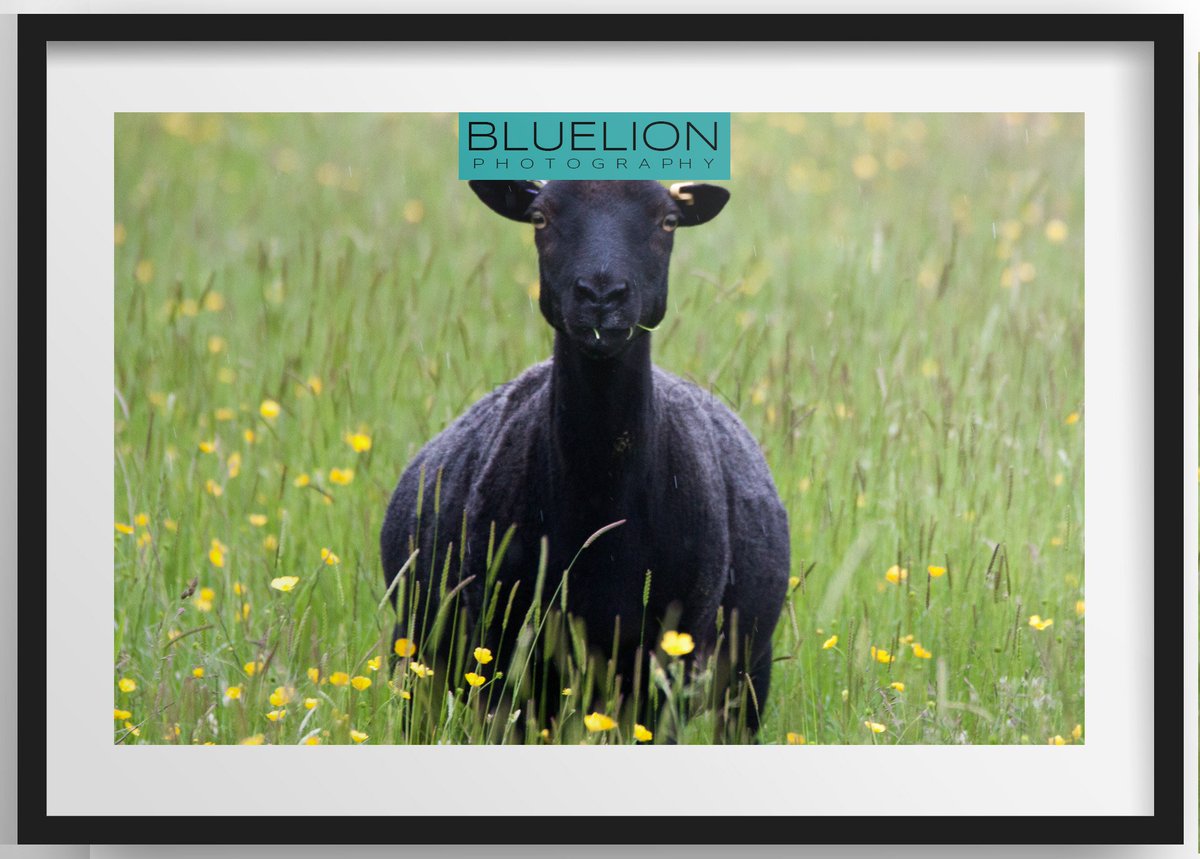 bluelion tweet media