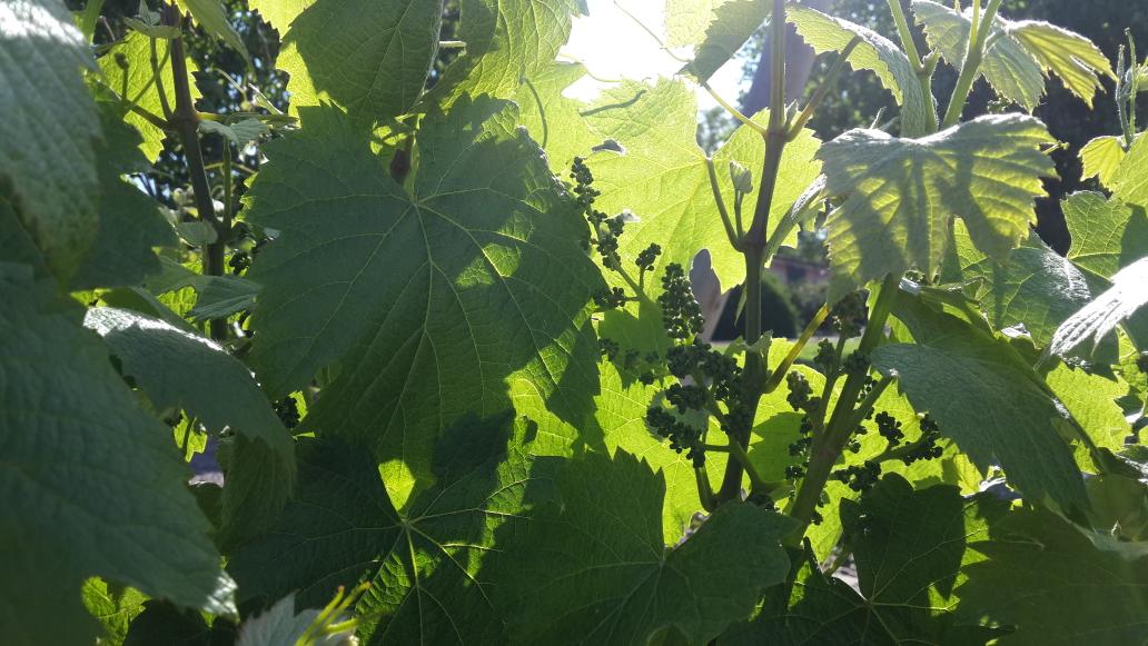 EntreveroW's tweet image. 10 dias afuera!! Y los Malbec de #Lunlunta increible como vienen #GreenBlend