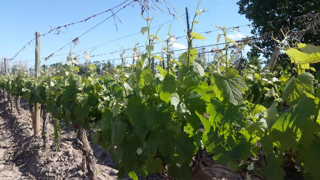 EntreveroW's tweet image. 10 dias afuera!! Y los Malbec de #Lunlunta increible como vienen #GreenBlend