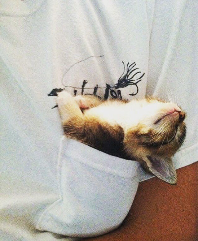 frocketfriday's tweet image. Happy National Cat Day! #Frocket #NationalCatDay