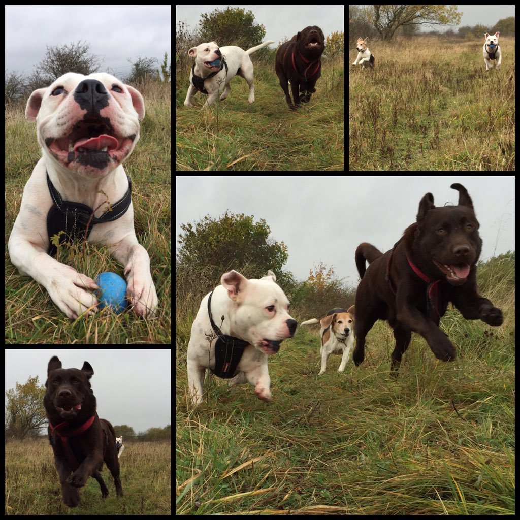 Barking_dad's tweet photo. Action packed fun today!! Think we're gonna need some bigger towels 🐶🐾🐾🍂🍁🍃🌧💦 #Gosforth #dogwalker https://t.co/Npvm6DvxJz
