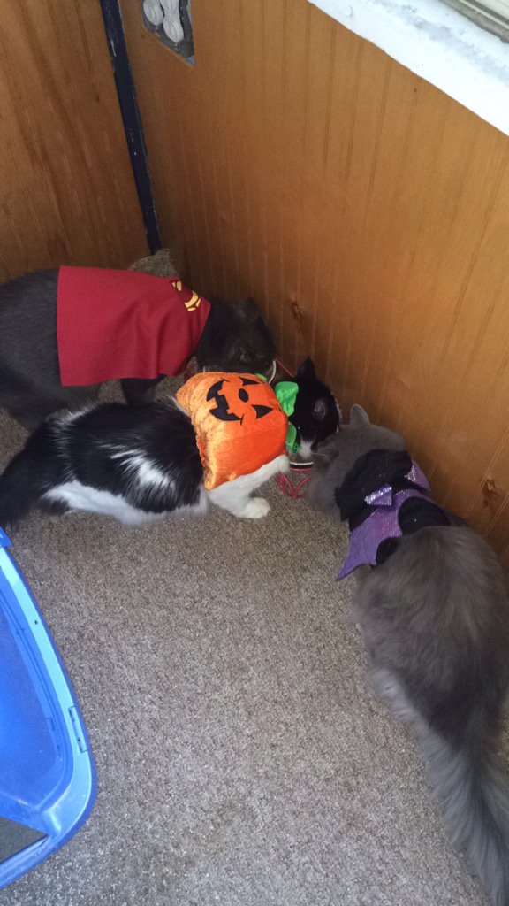 Jay_2_The_Are's tweet photo. #NationalCatDay #squadgoals https://t.co/c9Fcaq9OPV