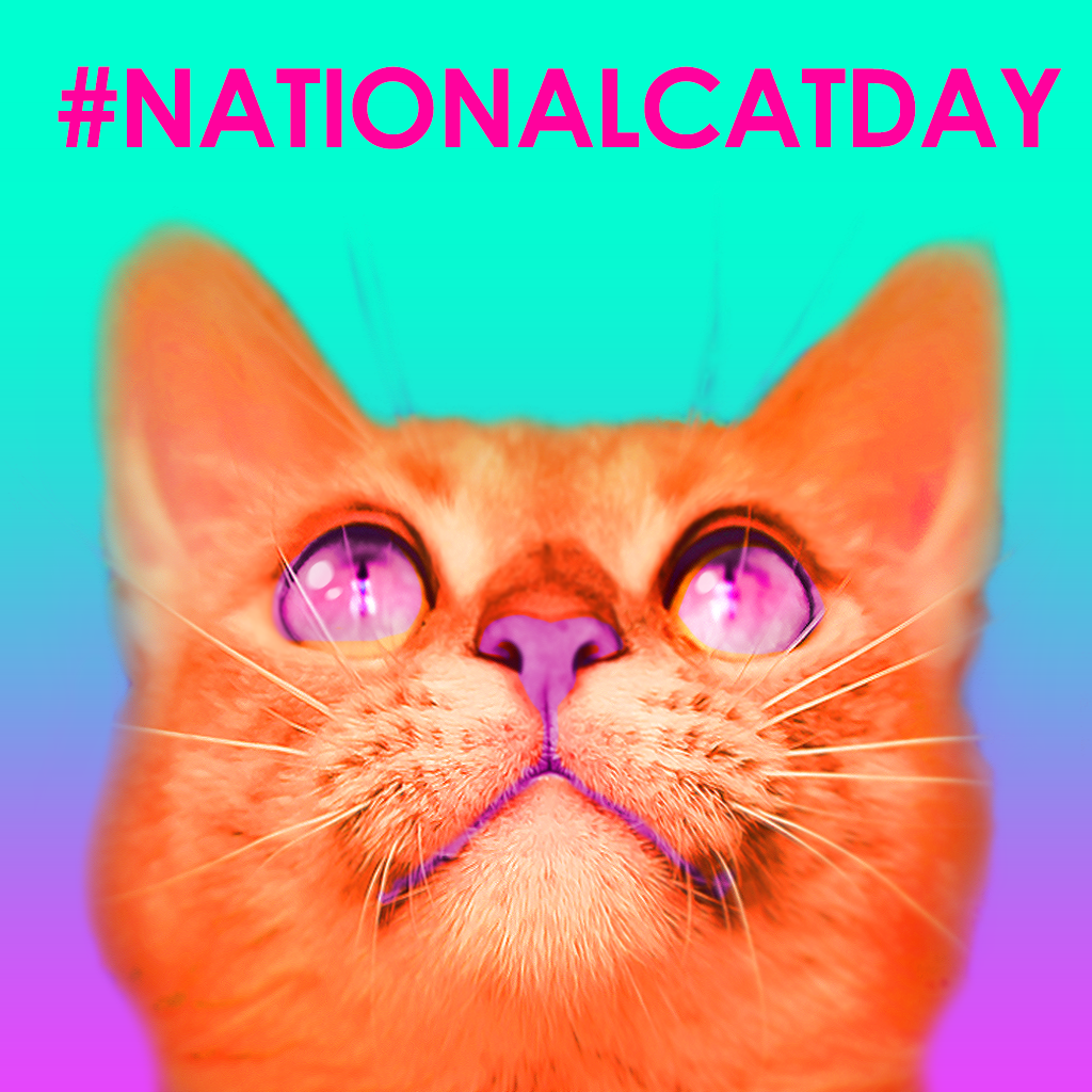 gameforcats's tweet photo. These are our #feels on #NationalCatDay. 😻😻😻
#cats #gameforcats #gamesforcats https://t.co/9Fwk2PEd86