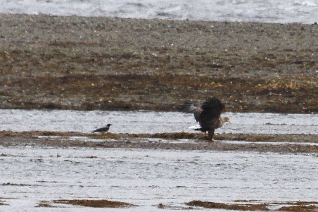 White-tailed Sea Eagle showing well today - Isle of Mull