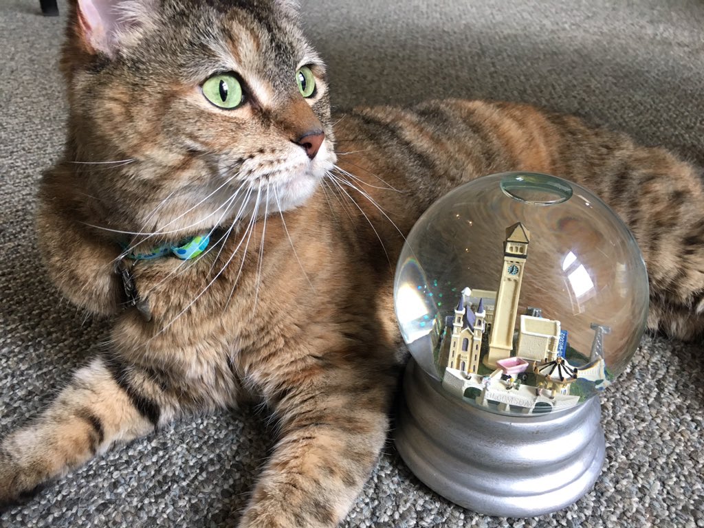 DowntownSpokane's tweet image. "Folks have the misconception we're a 1 litterbox town. I look around and think, it's all catnip." #NationalCatDay