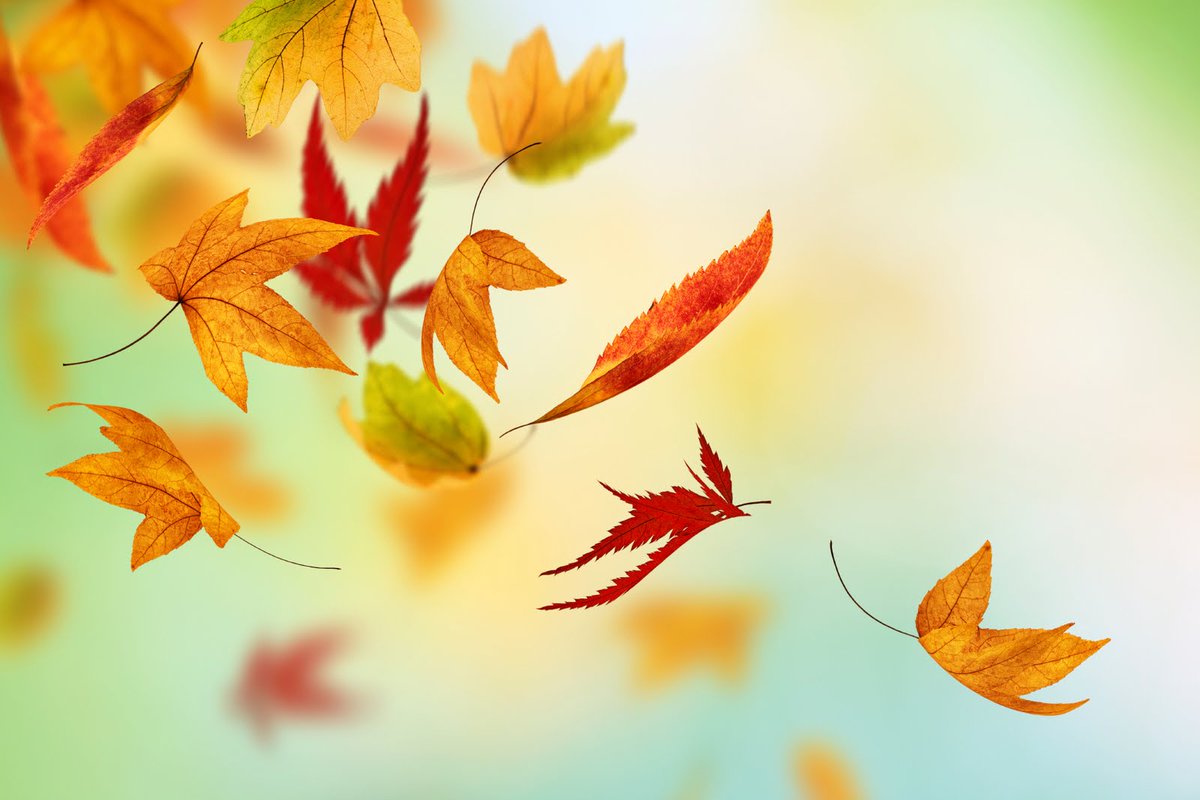 GardenBags's tweet photo. Heavy Duty Garden Waste Bags, Fast UK Delivery. Its that time of year again

#gardening #garden #leaves #autumn https://t.co/FVUPCHcoTE