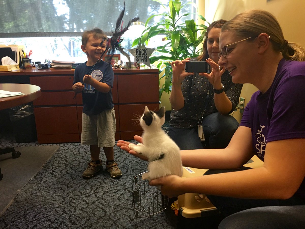 WRALOutandAbout's tweet photo. If you didn't get an #UberKitten visit today that's OK, you can visit the kitten anytime at @SPCAwake  #wral https://t.co/MGS3aZurxn