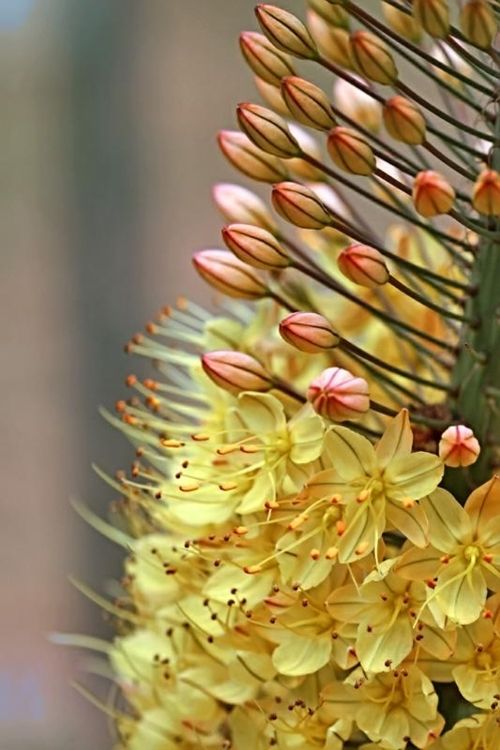 CactusDelMundo's tweet photo. Follow us to see the most beautiful cactus in the world #health#startup#lrnchat#sagittarius https://t.co/XQ90GqRxGL