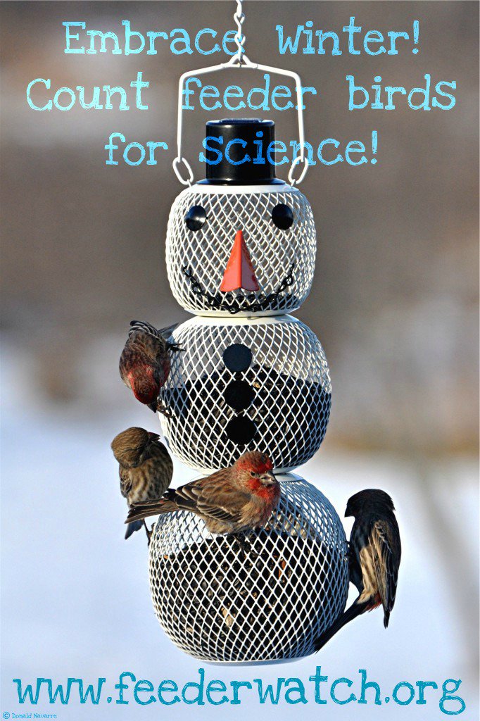 Project Feederwatch On Twitter Embrace Winter Count Feeder