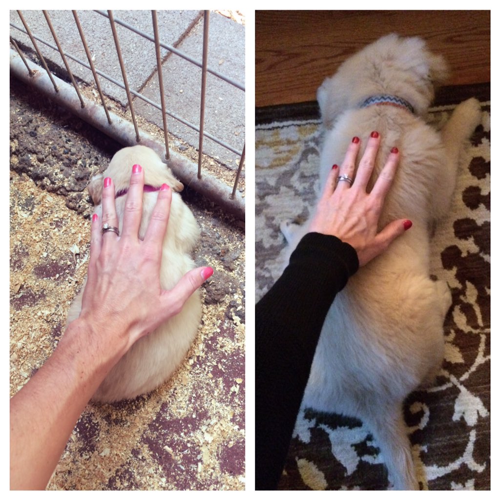 ShineTime50's tweet photo. 4 weeks | 12 weeks #growinggolden #lifewithlacy @t_willy18 https://t.co/QHFLmtLloo