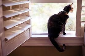Happy Cat Day!! Remember that cats love to look out the window!