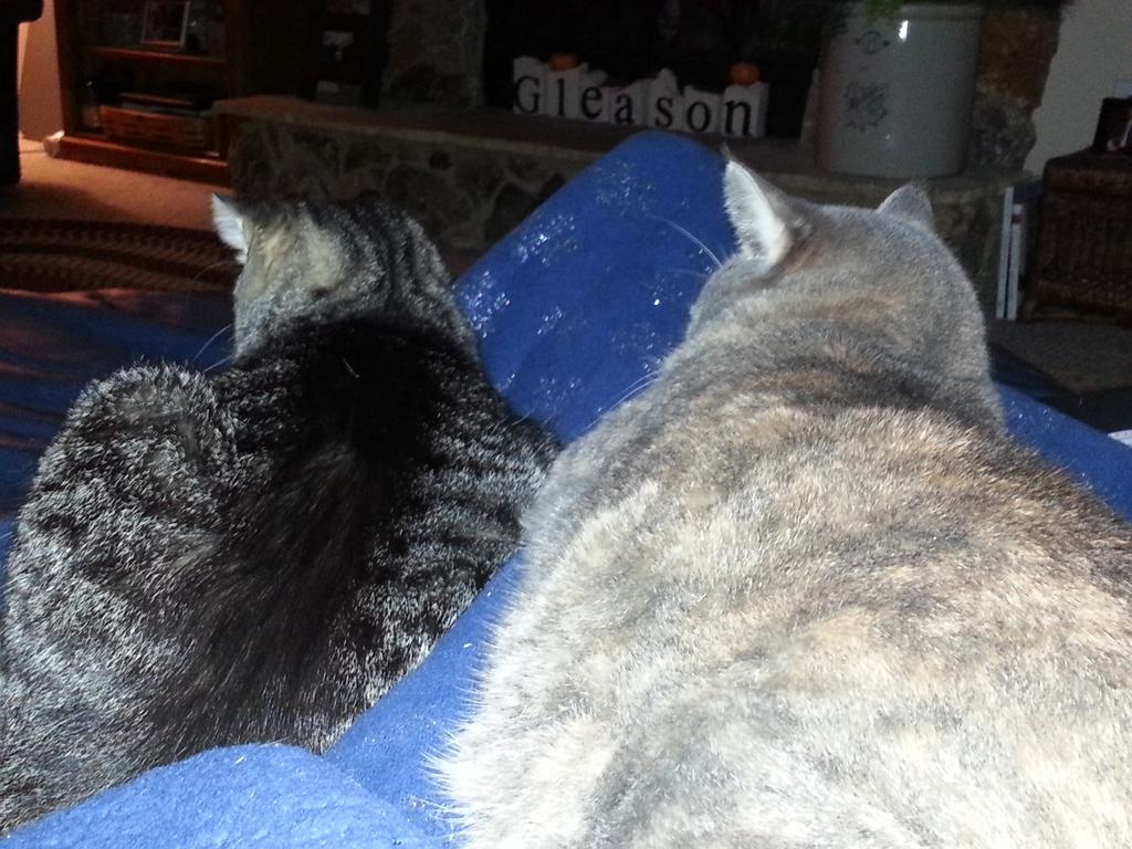 PaulaGleason1's tweet photo. These 2 fat cats say Happy Nat'l Cat Day! They're too sassy to look at me. They say "hi" to their sis @Anna_Gleason♥ https://t.co/q3YnfwytAs