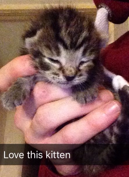 ASkivington's tweet photo. @LlanelliStar #NationalCatDay https://t.co/Z6S1v7zB6i