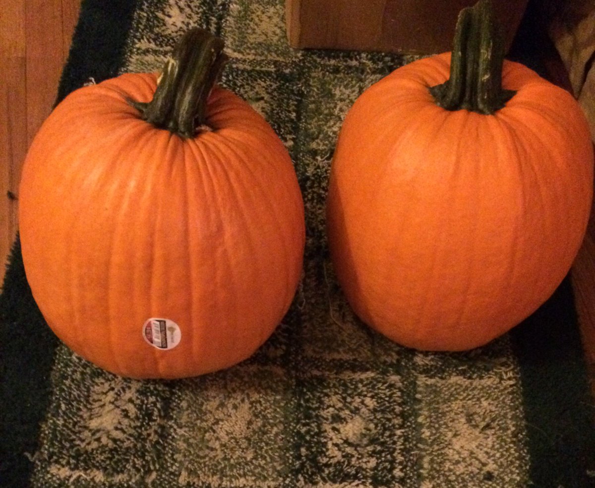 mojorisn420's tweet photo. The #Pumpkins are plump &amp; full of #Puff the pig is big &amp; pink his name is Floyd #HappyHalloween #PinkFloyd #TheWall https://t.co/MFLpJXjFtu