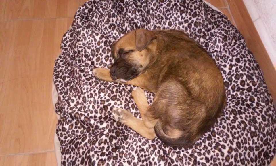 Está bolita con patas es RC (Arcy) y está en adopción ¿nos ayudan con un RT?