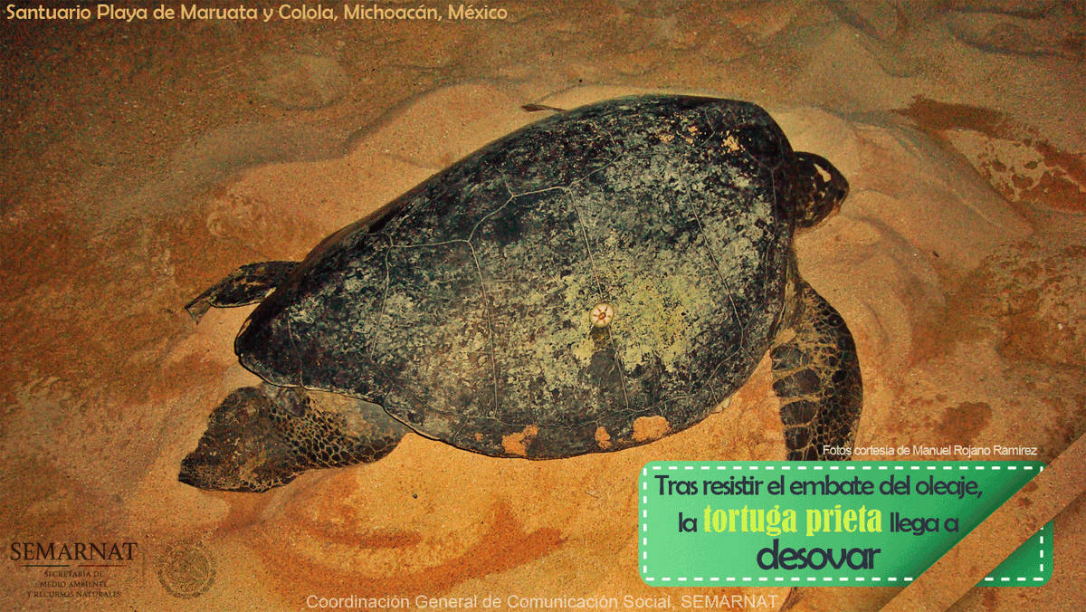 SEMARNAT_mx's tweet photo. Santuario Playa de #Maruata y #Colola, #Michoacán, #México, zona de anidación #tortuga #prieta; #postalSemarnat https://t.co/MMP9NIpg6x