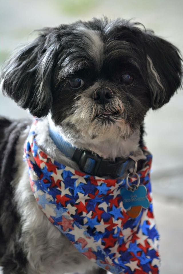 Immundo's tweet image. MISSING Shih Szu (dog) neutered male black&amp;amp;white from Broomfield 13yrs old please share as our family is devastated