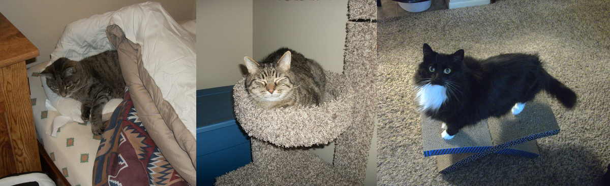 Happy Cat Day! Here's my catbutt trio. <3