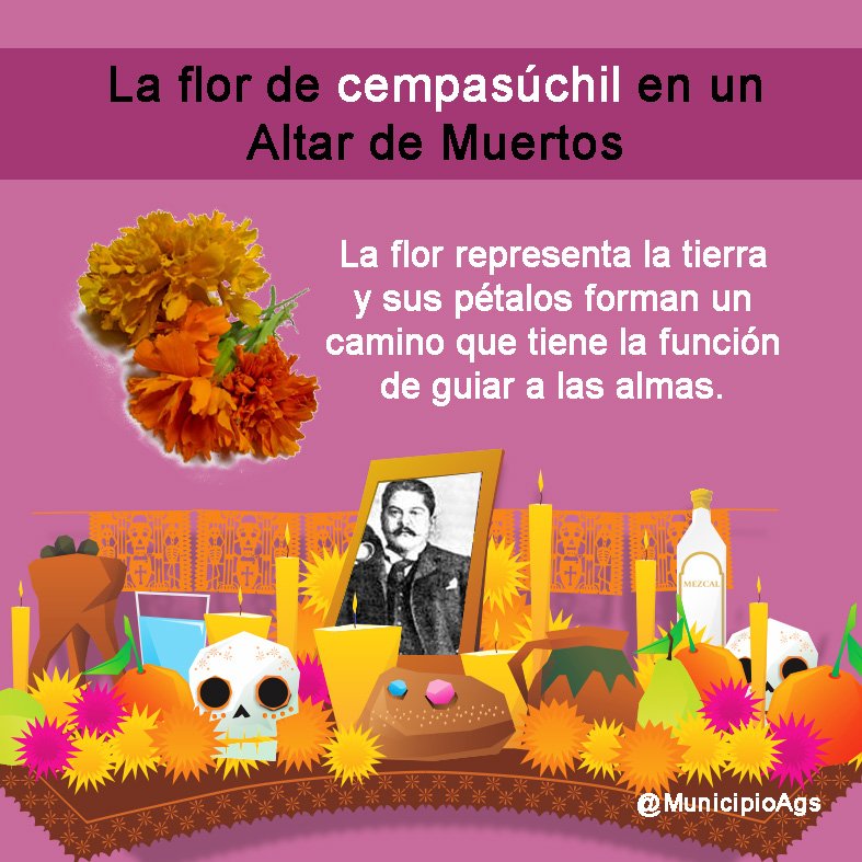 MunicipioAgs's tweet photo. ¿Sabías que la flor de cempasúchil tiene origen náhuatl y significa “flor de veinte pétalos”? https://t.co/oxytr5WzPy