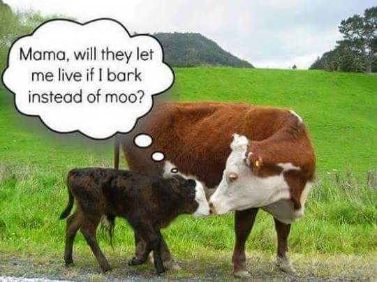 Southerness66's tweet photo. Have compassion sustain a Plant Base Living. #animalwelfare #allfarmhorrors #plantbased #MeatMyth #MeatIndustryLies https://t.co/lJDPnZf7Ke