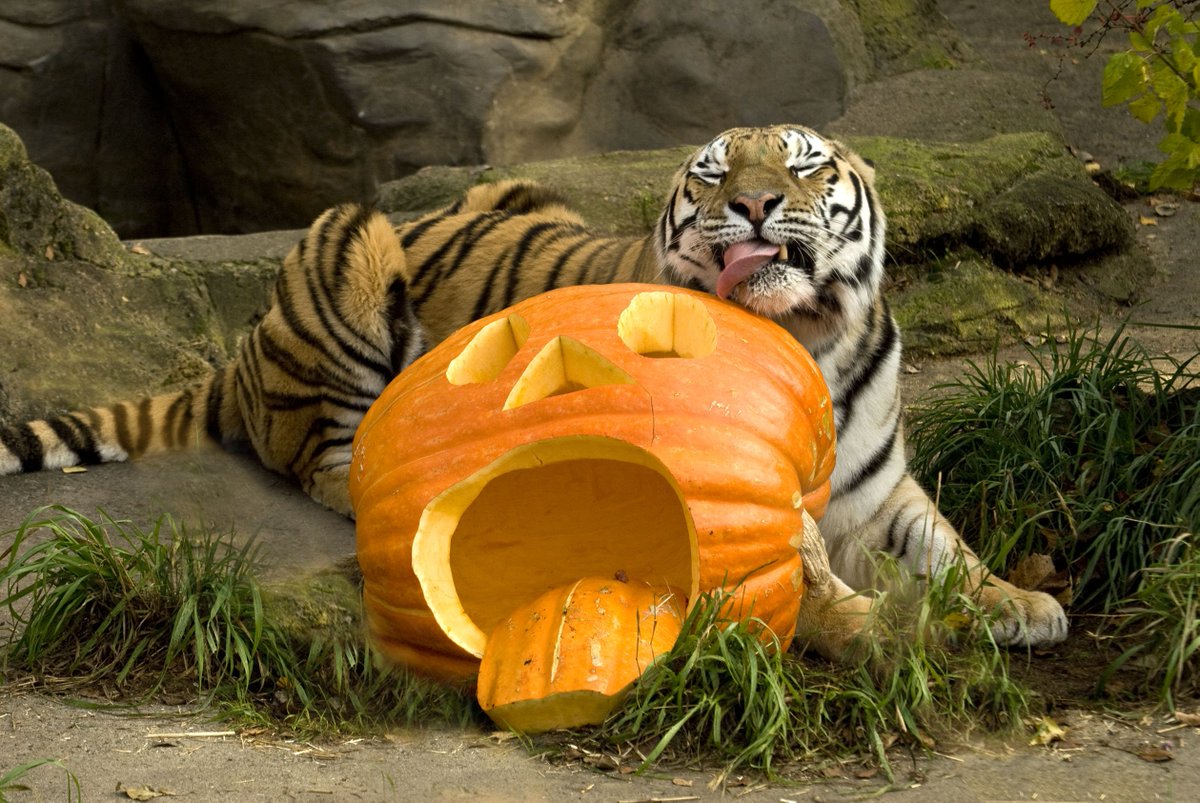 pettalkoregon's tweet photo. Happy #NationalCatDay, a good time to remember that felines of all stripes need enrichment.
https://t.co/hdPBOUlzVW https://t.co/SizbBVkQo5