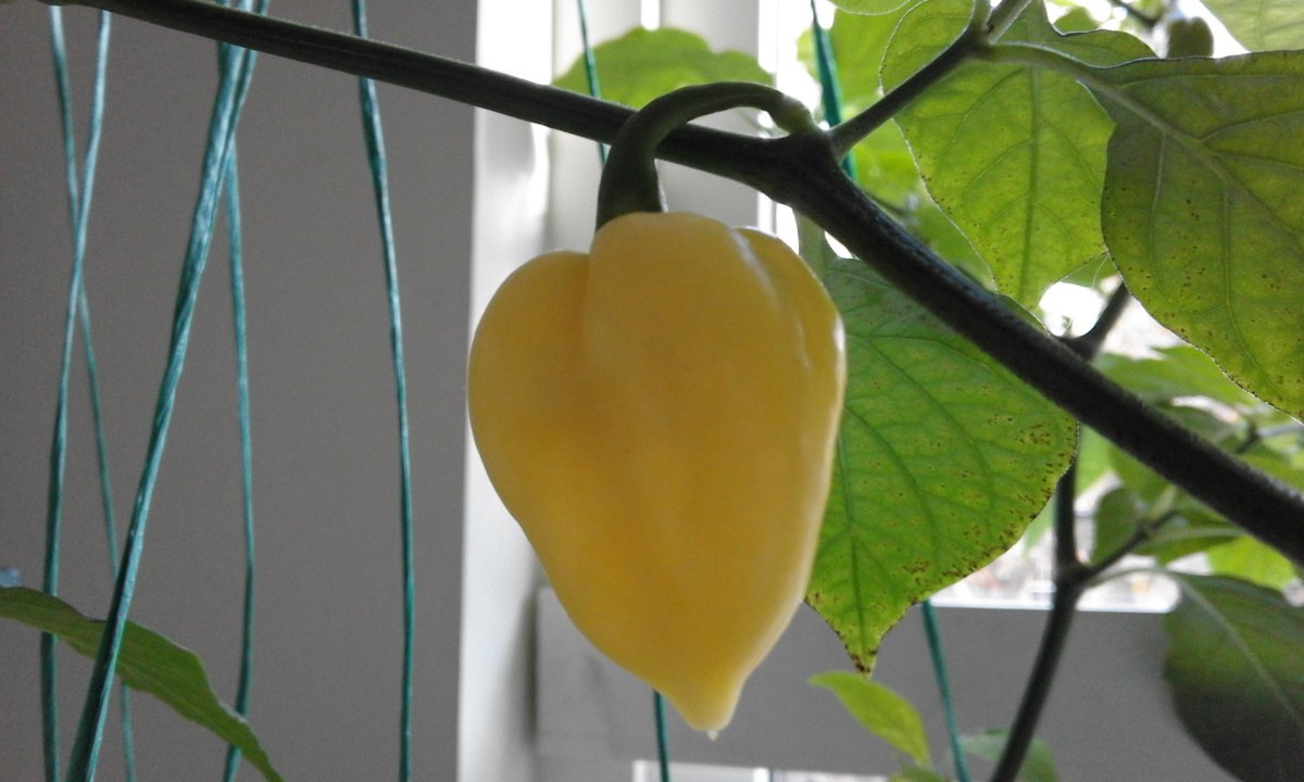 jamiewwilson's tweet photo. White Bhut, very Hab looking tho. #Ghostpepper #chillies #leithchillies https://t.co/kUKQgEnoaE
