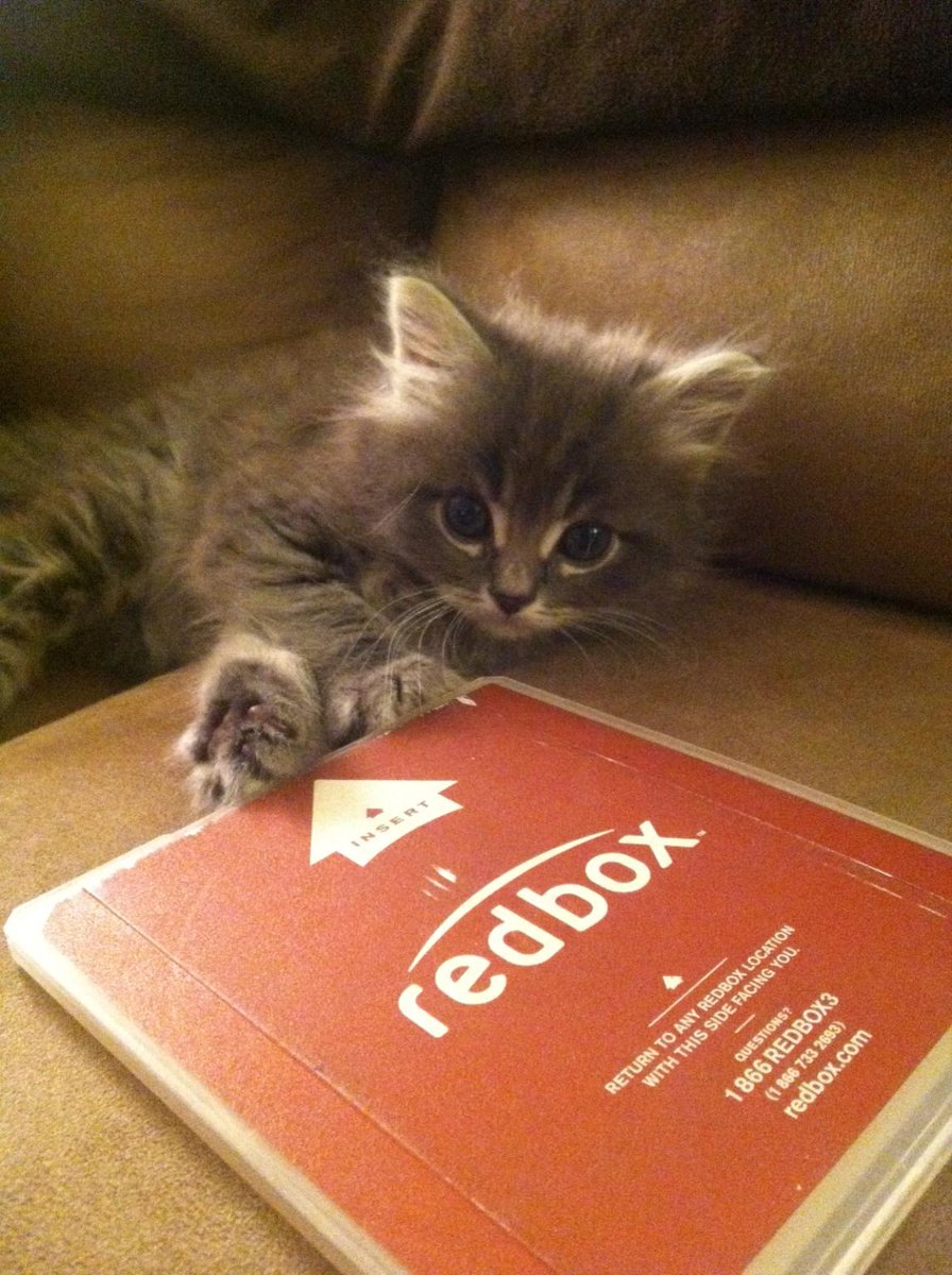 MightyMaestro20's tweet image. @calpalmeow My Son and his Mother. #NationalCatDay #WeekendDad #CatDay #BigFoot #mainecoon #kittens #dadlife #cats