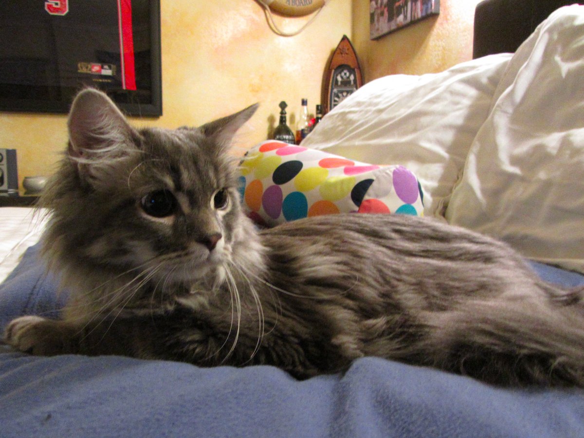 MightyMaestro20's tweet image. @calpalmeow My Son and his Mother. #NationalCatDay #WeekendDad #CatDay #BigFoot #mainecoon #kittens #dadlife #cats