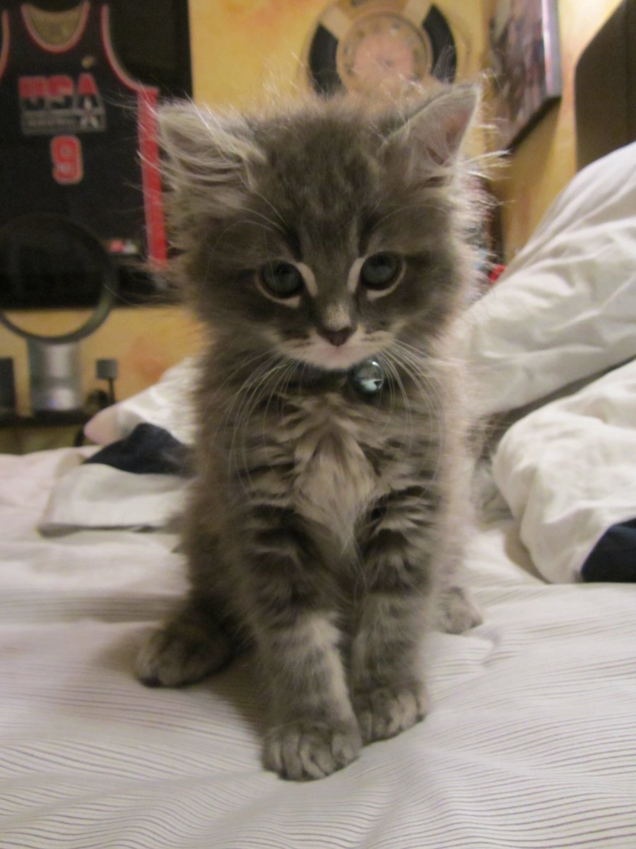 MightyMaestro20's tweet image. @calpalmeow My Son and his Mother. #NationalCatDay #WeekendDad #CatDay #BigFoot #mainecoon #kittens #dadlife #cats