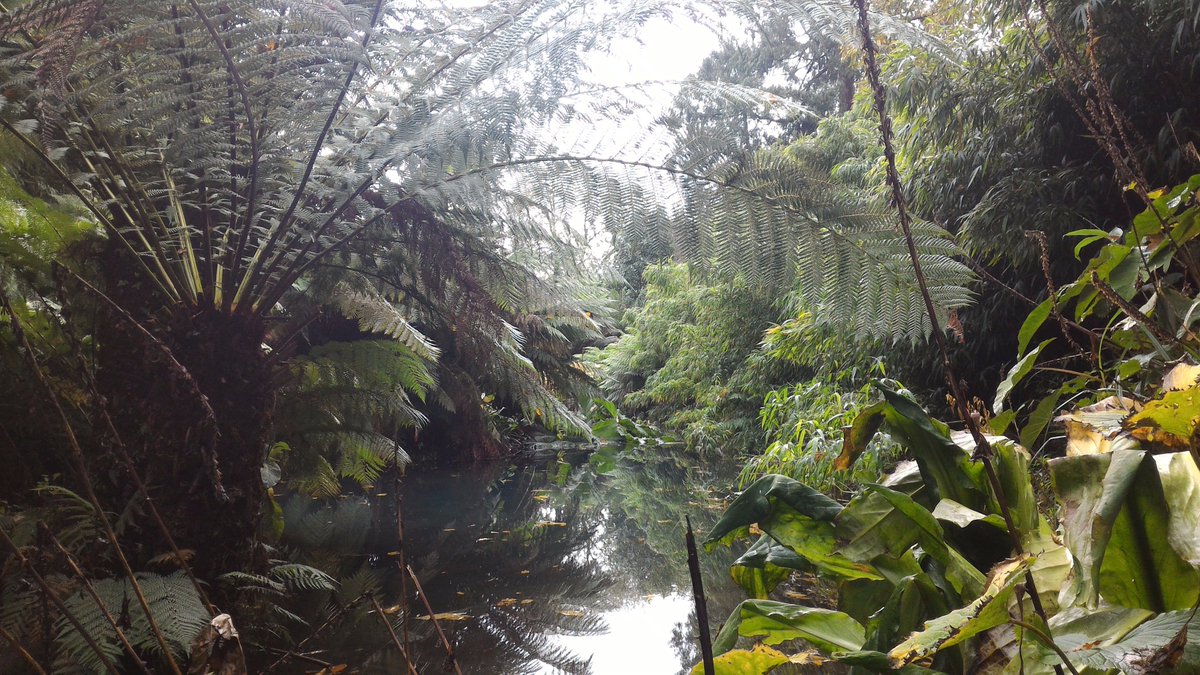 RD_Catherine's tweet photo. A perfect day out at the 'Lost' @HeliganGardens - what an absolutely amazing place #beeboles #sikkim #pineapplepit https://t.co/9YWw0kz4l5
