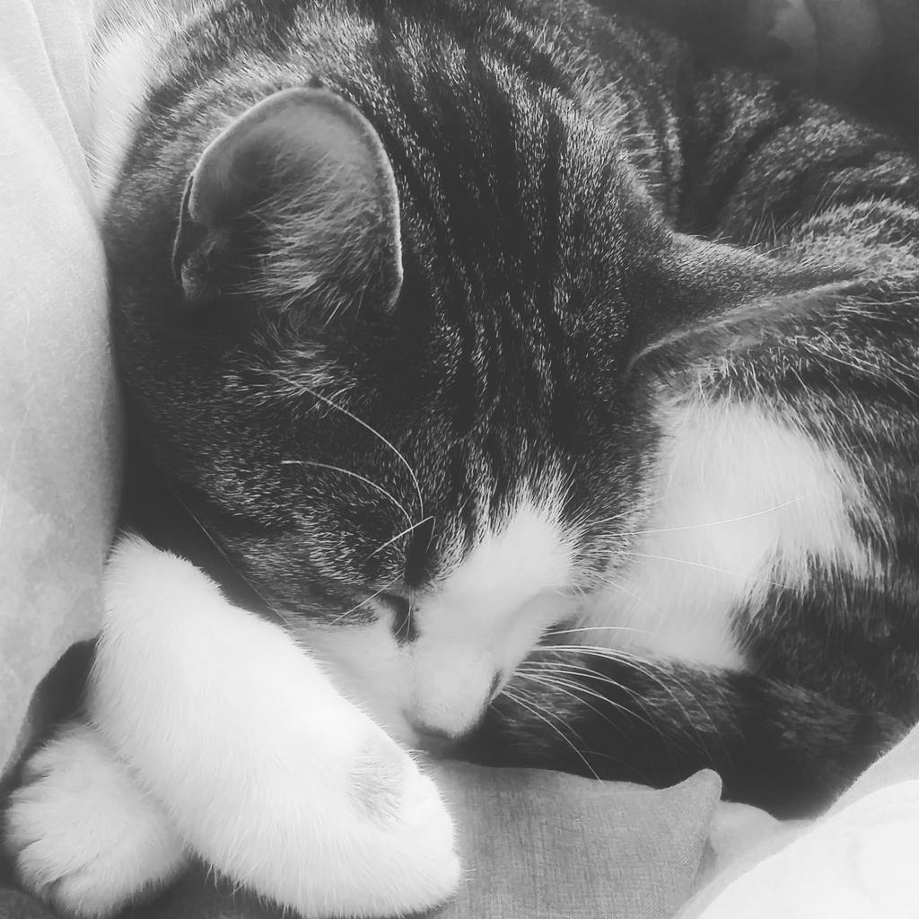Cla1re_LR's tweet photo. Apparently it's #NationalCatDay. Every day is cat day in our house! #spoilt https://t.co/mXLrzZVL9R
