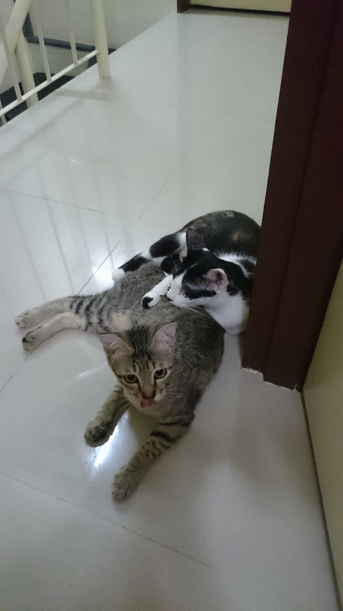CielElric's tweet photo. #Catroulette 0003 #cats #HaHarimau #Oopikang https://t.co/EN9NLdceN2