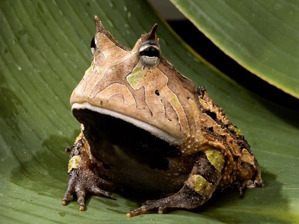erkerwerrrld's tweet image. Regardless of who you are rooting for, I think we can all agree that Trump looks a bit like an Amazon Horned Frog..