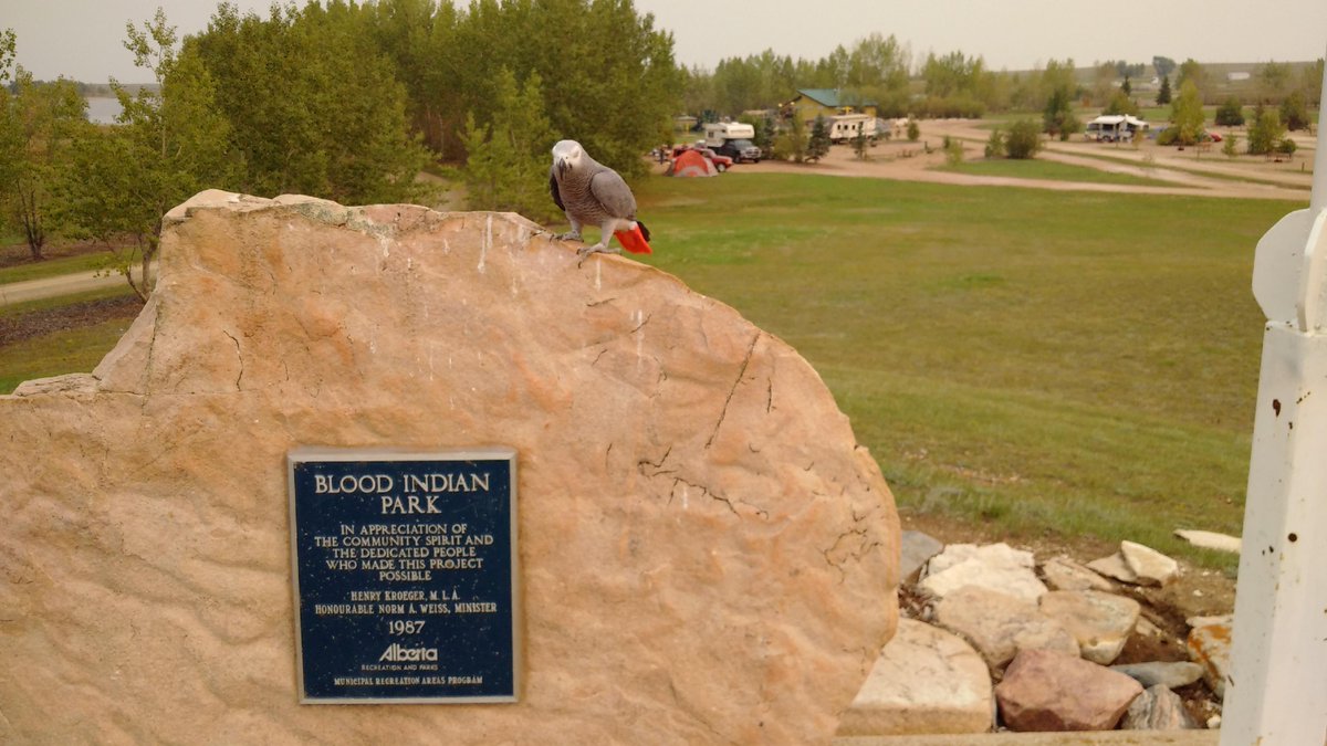 JasperDrive's tweet photo. W/ @RosedaleAB sight seeing @ehCanadaAlberta @TravelAlberta https://t.co/RpNL9LwCsc