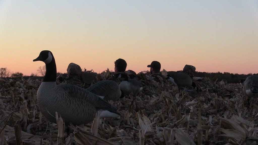 bofoutdoors's tweet photo. Best place to watch a sunset! #averyoutdoors #rigemright #cornfields https://t.co/Dq6mShTW3w