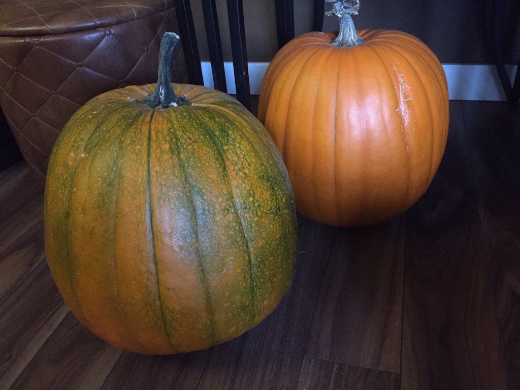 kifehr's tweet image. @CDNGardening 1 is ripe! Hoping the other changes by saturday! #homegrown #pumpkinforeverymeal #compostplant