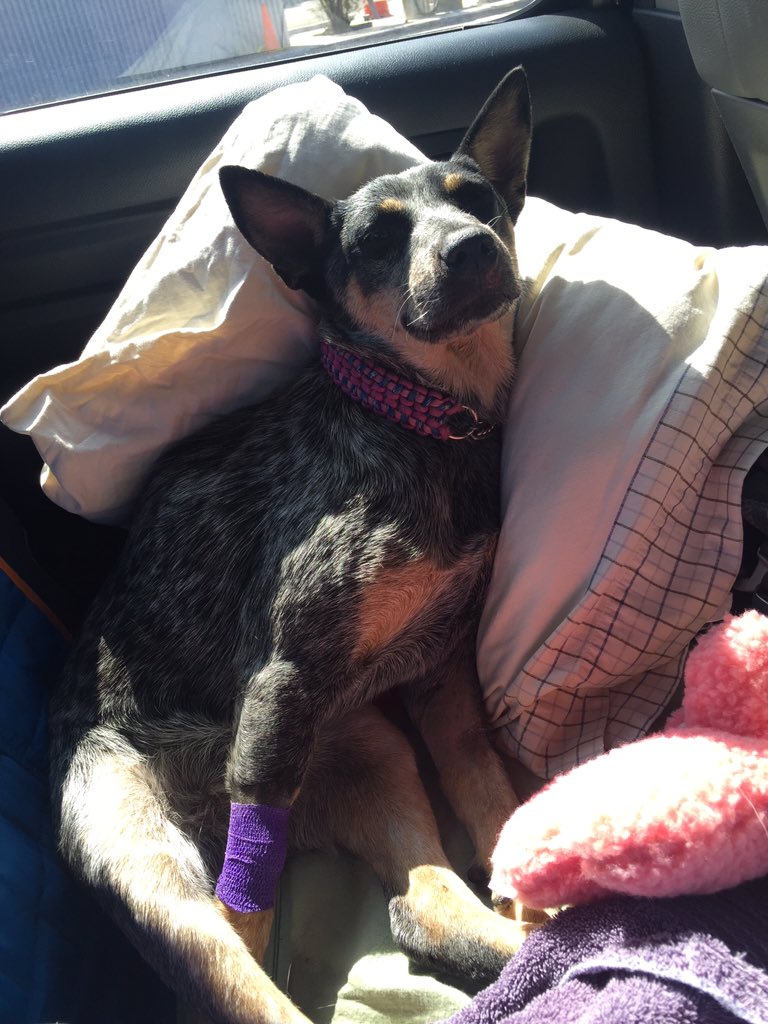 Very sad &amp; heartbreaking update. Please click on Link below 2 read . 
FAITH EARNED HER WINGS
facebook.com/BlueSquadRescu…