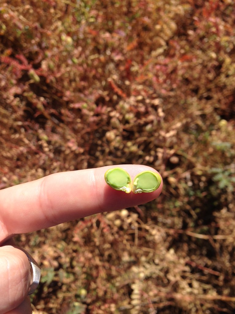 ONUS_Agronomy's tweet image. #chickpeas #paddockpride