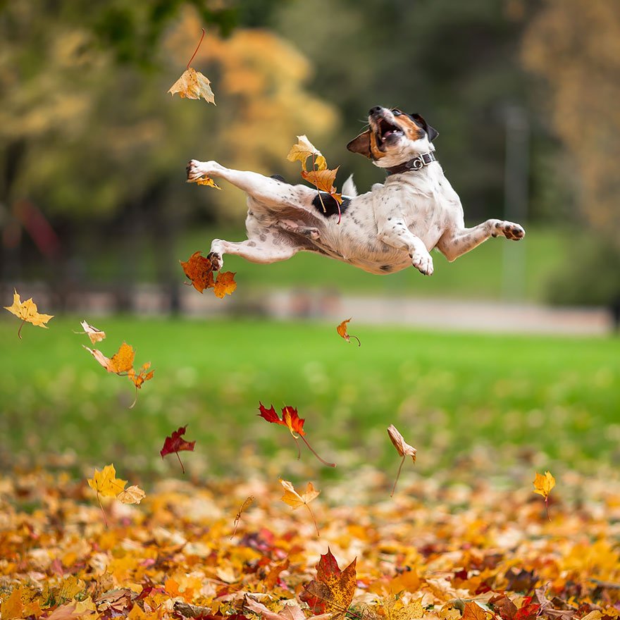 cottagelife's tweet photo. 17 dogs who can’t get enough of autumn! https://t.co/CE6OD2kb6K https://t.co/S0ZE1guIIo