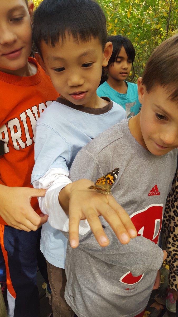 brightideas2by2's tweet photo. Butterfly release moments #stuckonus #paintedlady #flytofreedom https://t.co/t4VMrbEjww