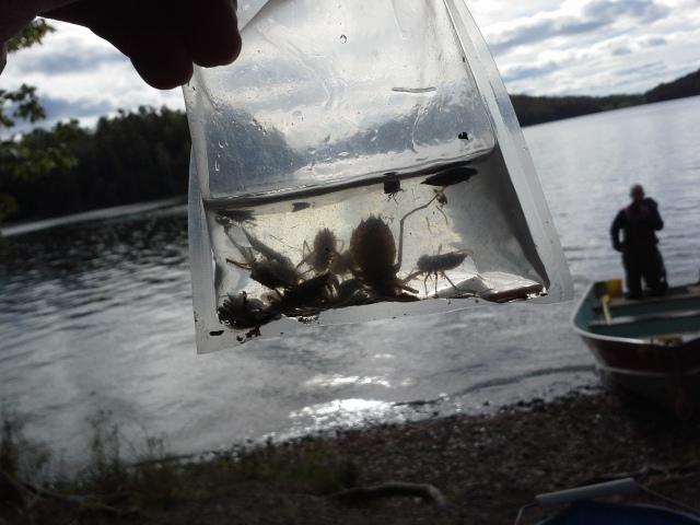 daniellemanson4's tweet image. #fieldcamp2015